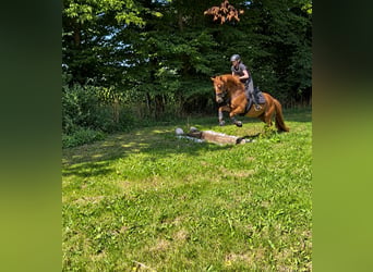 Pony tedesco, Castrone, 10 Anni, Sauro