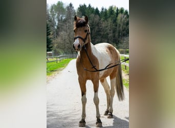 Pony tedesco, Castrone, 11 Anni, 142 cm, Pezzato