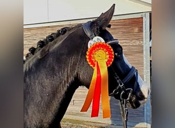 Pony tedesco, Castrone, 11 Anni, 144 cm, Morello