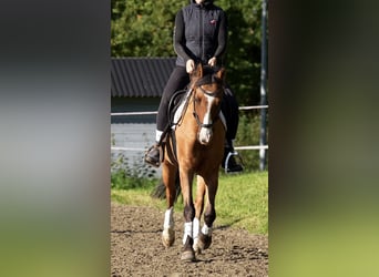 Pony tedesco, Castrone, 11 Anni, 145 cm, Falbo