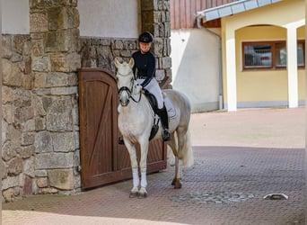 Pony tedesco, Castrone, 11 Anni, 145 cm, Grigio
