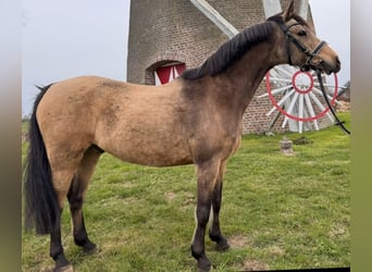 Pony tedesco, Castrone, 11 Anni, 146 cm, Falbo