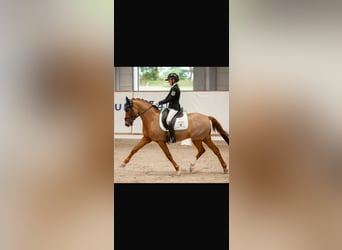 Pony tedesco, Castrone, 11 Anni, 146 cm, Sauro