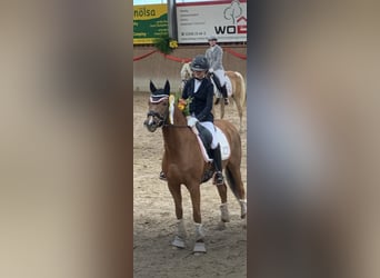 Pony tedesco, Castrone, 11 Anni, 146 cm, Sauro