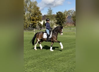 Pony tedesco, Castrone, 11 Anni, 147 cm, Baio