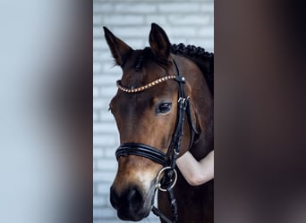 Pony tedesco, Castrone, 11 Anni, 147 cm, Baio