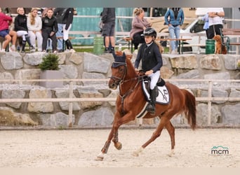 Pony tedesco, Castrone, 11 Anni, 147 cm, Sauro scuro