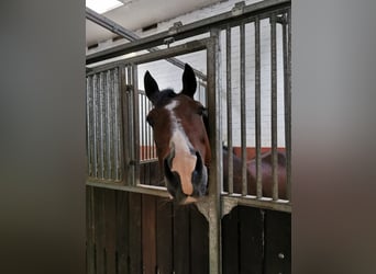 Pony tedesco, Castrone, 11 Anni, 148 cm, Baio