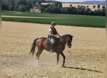 Pony tedesco, Castrone, 11 Anni, 148 cm, Baio