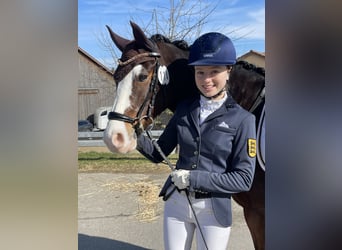 Pony tedesco, Castrone, 11 Anni, 148 cm, Baio
