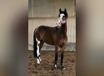 Pony tedesco, Castrone, 11 Anni, 148 cm, Baio