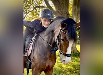 Pony tedesco, Castrone, 11 Anni, 148 cm, Baio