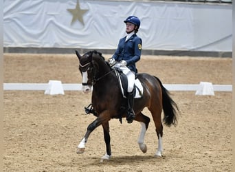 Pony tedesco, Castrone, 11 Anni, 148 cm, Baio
