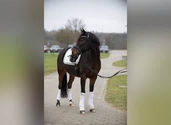 Pony tedesco, Castrone, 11 Anni, 148 cm, Baio scuro