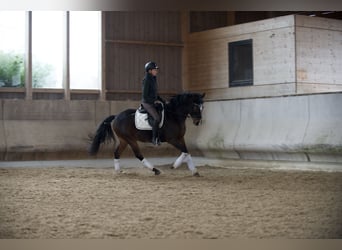 Pony tedesco, Castrone, 11 Anni, 148 cm, Baio scuro