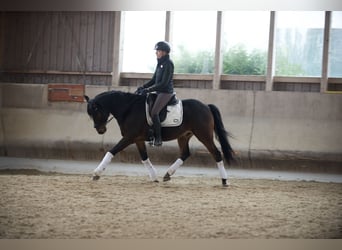 Pony tedesco, Castrone, 11 Anni, 148 cm, Baio scuro