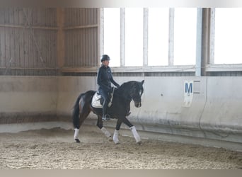 Pony tedesco, Castrone, 11 Anni, 148 cm, Baio scuro
