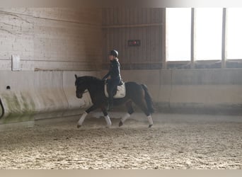 Pony tedesco, Castrone, 11 Anni, 148 cm, Baio scuro