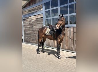 Pony tedesco, Castrone, 11 Anni, 148 cm, Baio scuro