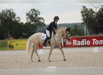Pony tedesco, Castrone, 11 Anni, 148 cm, Palomino