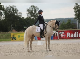 Pony tedesco, Castrone, 11 Anni, 148 cm, Palomino