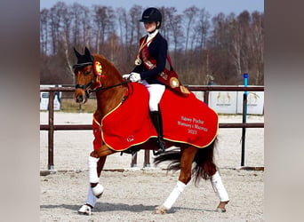 Pony tedesco, Castrone, 11 Anni, 148 cm, Sauro