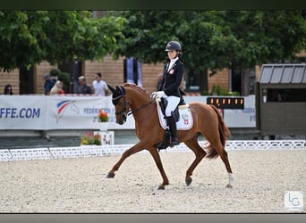 Pony tedesco, Castrone, 11 Anni, 148 cm, Sauro