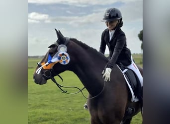 Pony tedesco, Castrone, 11 Anni, 153 cm, Baio scuro