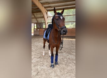 Pony tedesco, Castrone, 11 Anni, 154 cm, Baio