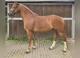 Pony tedesco, Castrone, 11 Anni, 154 cm, Sauro