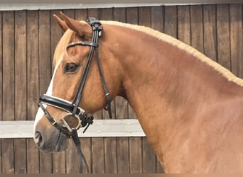 Pony tedesco, Castrone, 11 Anni, 154 cm, Sauro