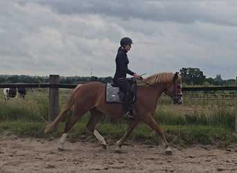 Pony tedesco, Castrone, 11 Anni, 154 cm, Sauro