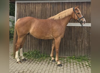 Pony tedesco, Castrone, 11 Anni, 154 cm, Sauro