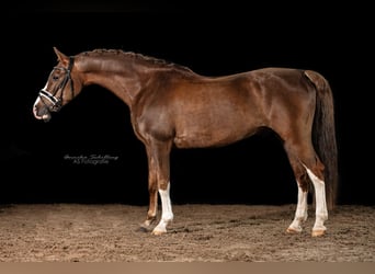 Pony tedesco, Castrone, 11 Anni, 154 cm, Sauro scuro