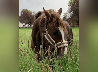 Pony tedesco, Castrone, 11 Anni, 154 cm, Sauro scuro
