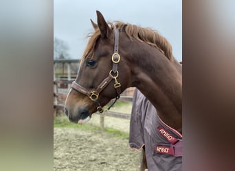 Pony tedesco, Castrone, 11 Anni, 154 cm, Sauro scuro