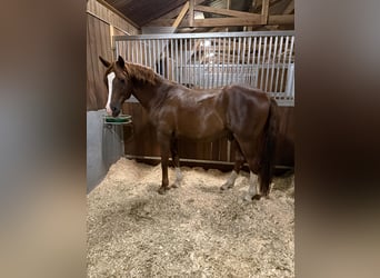 Pony tedesco, Castrone, 11 Anni, 154 cm, Sauro scuro