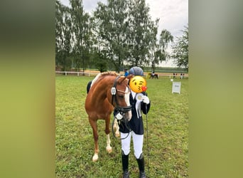 Pony tedesco, Castrone, 12 Anni, 143 cm, Sauro