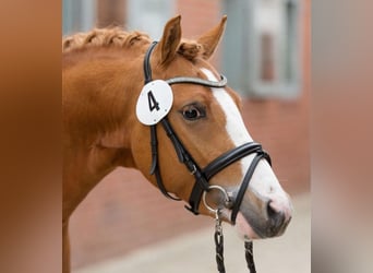 Pony tedesco, Castrone, 12 Anni, 144 cm, Sauro