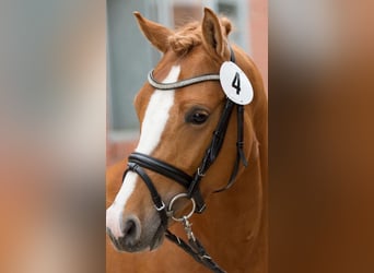 Pony tedesco, Castrone, 12 Anni, 144 cm, Sauro