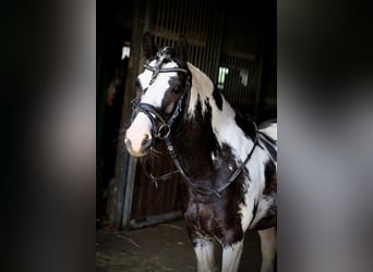 Pony tedesco, Castrone, 12 Anni, 145 cm, Pezzato