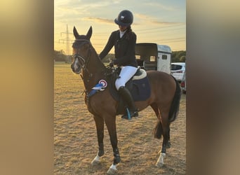 Pony tedesco, Castrone, 12 Anni, 146 cm, Baio