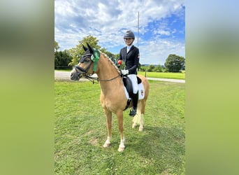 Pony tedesco, Castrone, 12 Anni, 146 cm, Palomino