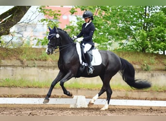 Pony tedesco, Castrone, 12 Anni, 147 cm, Baio nero