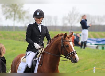 Pony tedesco, Castrone, 12 Anni, 147 cm, Sauro