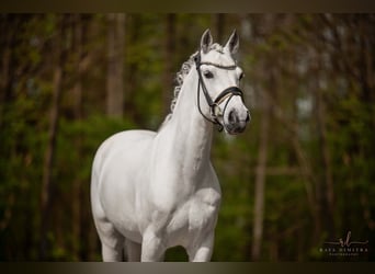 Pony tedesco, Castrone, 12 Anni, 148 cm, Grigio