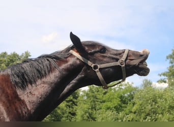 Pony tedesco Mix, Castrone, 12 Anni, 148 cm, Morello