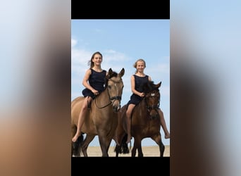 Pony tedesco, Castrone, 12 Anni, 148 cm, Pelle di daino