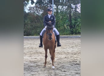 Pony tedesco, Castrone, 12 Anni, 148 cm, Sauro