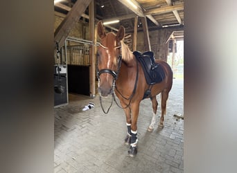 Pony tedesco, Castrone, 12 Anni, 148 cm, Sauro